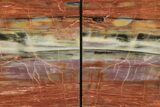 Tall Arizona Petrified Wood Bookends - Rainbow Colors! #258343-1